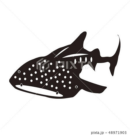 ジンベイザメ イラスト 白黒 海水魚の写真素材