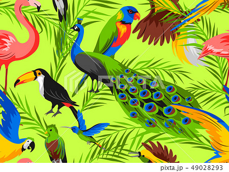トロピカル 熱帯 鳥 熱帯雨林のイラスト素材