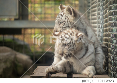 ホワイトタイガー ホワイトタイガーの赤ちゃん ホワイトタイガーのあかちゃん 赤ちゃんホワイトタイガーの写真素材