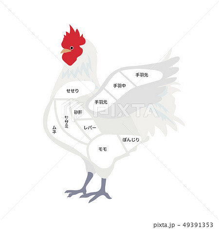 鶏 鶏肉 肉 部位の写真素材