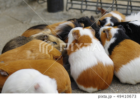 モルモット テンジクネズミ 集まる 小動物の写真素材