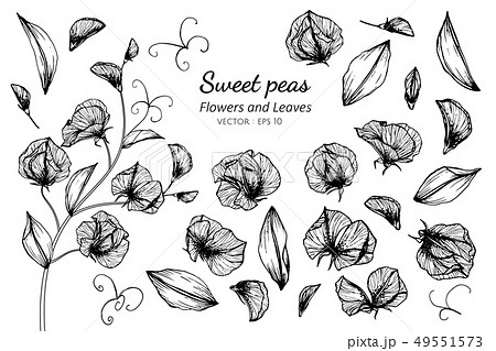 スイトピー スイートピー 花 葉のイラスト素材 - PIXTA