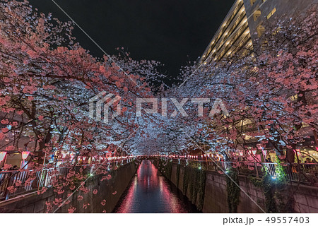 幻想的な桜の写真素材