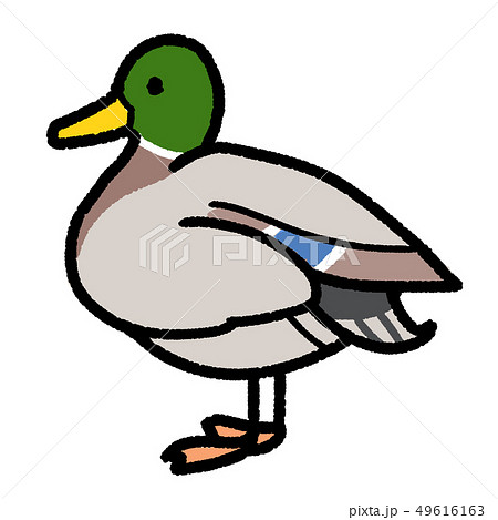カモのイラスト素材集 ピクスタ