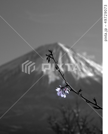 富士山 モノクロ 白黒 山 静岡県の写真素材