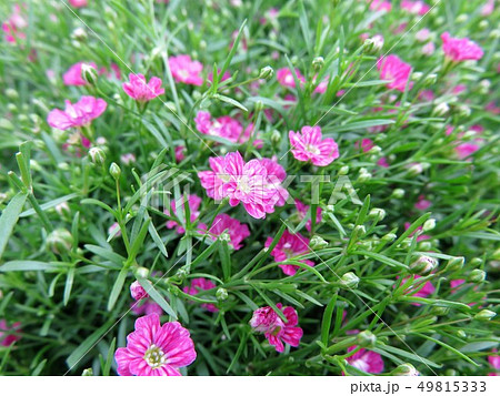 カスミソウ ジプソフィラ 花 植物の写真素材