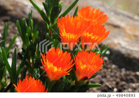 花 マツバボタン オレンジ色 松葉牡丹の写真素材