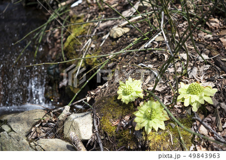 ふきのとう 雪解けの写真素材