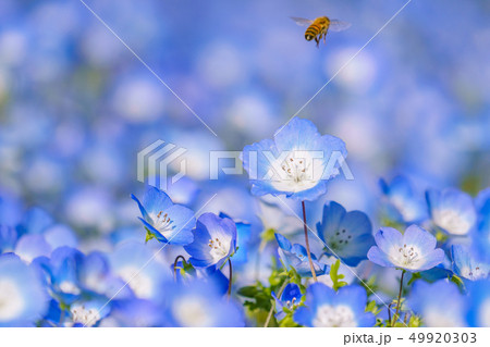 ミツバチ 花畑の写真素材 Pixta