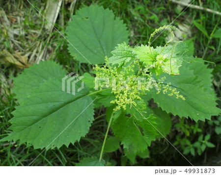 ミヤマイラクサの写真素材