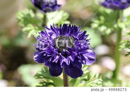 アネモネ 八重咲き 紫色 花の写真素材