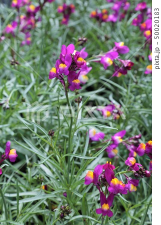 リナリア 花 北海道 紫の写真素材