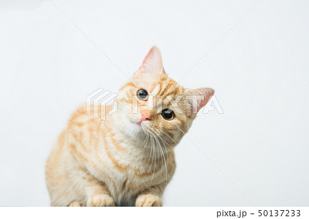 猫 スコティッシュフォールド 茶トラ 茶色の写真素材