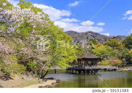 奈良公園 桜 浮御堂 春の写真素材 - PIXTA