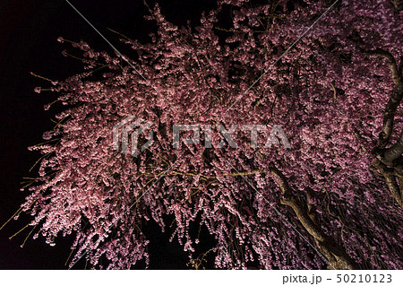 夜の水面に映るしだれ桜の写真素材