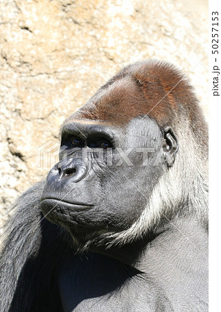 ゴリラ 顔 アップ 動物の写真素材 ゴリラ 顔 アップ 動物の写真素材