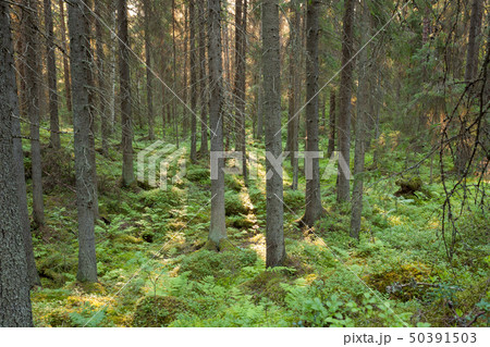 A Bucket Of Lingonberries And A Berry Picker In The Autumn Forest