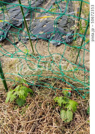 ゴーヤ苗 ニガウリ苗 ツルレイシ 土の写真素材