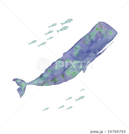 クジラ 鯨 のイラスト素材集 Pixta ピクスタ