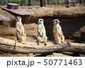 ミーアキャット 3匹で並んで見張り番 撮影許可・協力：よこはま