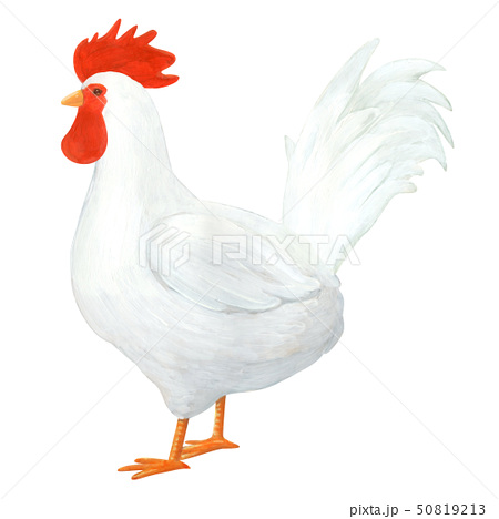 すべての動物の画像 ラブリー鶏 イラスト リアル フリー