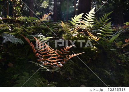 胞子によって増える植物の写真素材