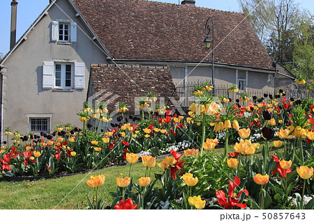 ヨウラクユリ ヨーロッパ 花壇の写真素材