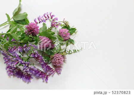 クサフジ 青紫色 つる草 野草の写真素材