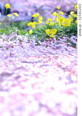 桜の花びら 地面 桜 落ちた花びらの写真素材