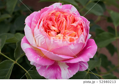 薔薇 クロードモネの写真素材
