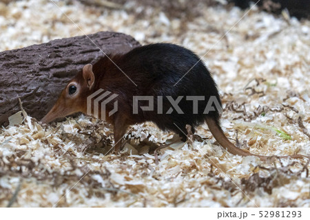 トガリネズミ 鼠の写真素材