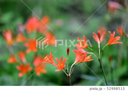 野生の花の写真素材