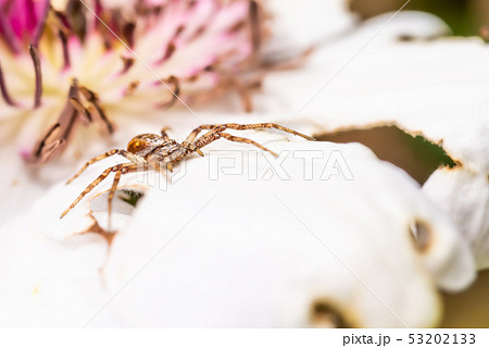 蜘蛛 桃色 褐色 クモの写真素材 - PIXTA
