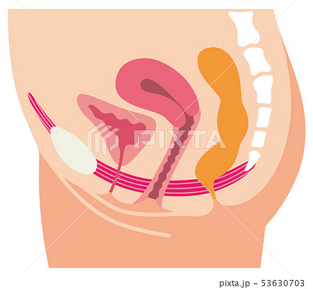 恥骨の写真素材