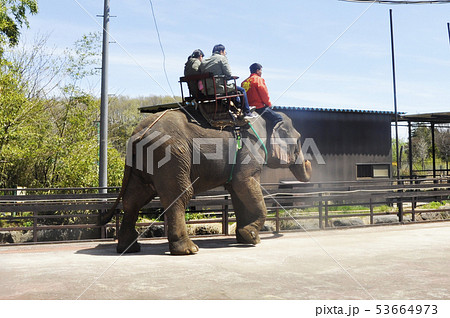 象の後ろ姿 動物の写真素材