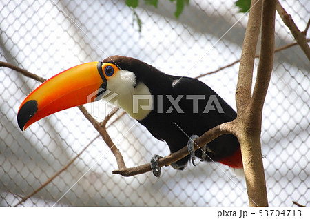 鳥 南国 クチバシ オニオオハシの写真素材
