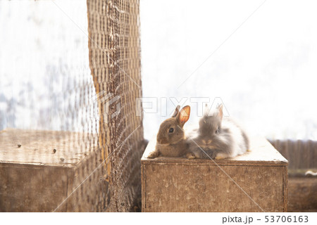 うさぎ 小屋 茶色 室内の写真素材