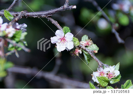 盆栽 桜桃 ユスラウメ 梅桃の写真素材