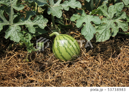 スイカ 葉の写真素材