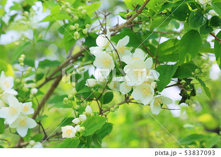 バイカウツギの写真素材 - PIXTA