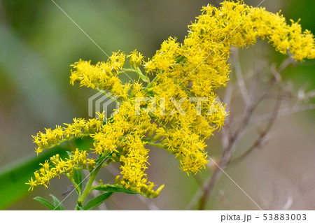 ブタクサの花の写真素材