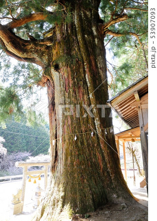 日本柳杉樹幹莖大樹照片素材