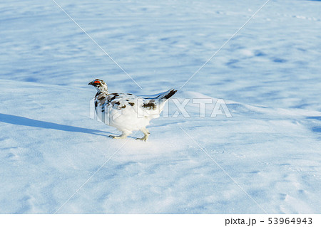 雷鳥 かわいい 冬 雪 可愛いの写真素材