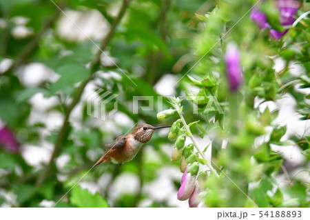ハチドリ アカフトオハチドリ かわいい 野鳥の写真素材
