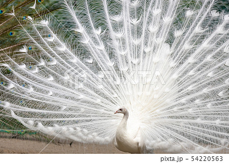 白孔雀の写真素材