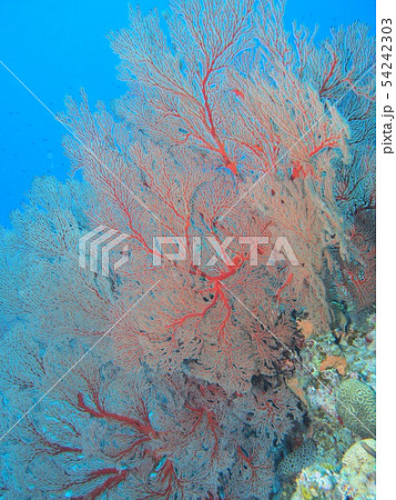 リュウキュウイソバナの写真素材 - PIXTA
