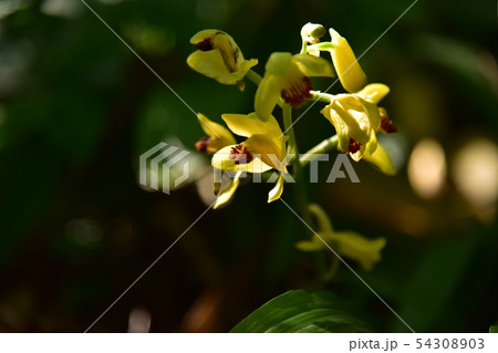 ガンゼキランの写真素材