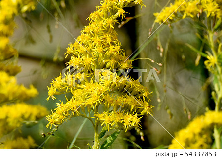 ブタクサの花の写真素材