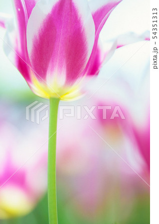 花 チューリップ 一本 茎の写真素材