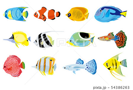 熱帯魚のイラスト素材集 Pixta ピクスタ